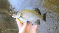 Hephaestus fuliginosus