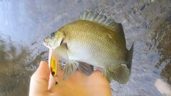 Hephaestus fuliginosus