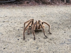 Phrixotrichus vulpinus