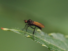 Ocydromiinae
