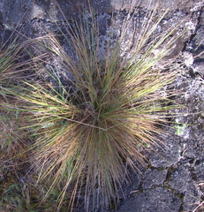 Deschampsia nubigena