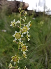 Anticlea elegans elegans