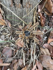 Phrixotrichus vulpinus