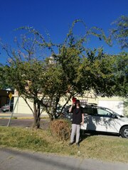 Vachellia farnesiana