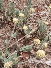 Pfaffia gnaphalioides
