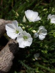 Linum monogynum