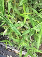 Erysiphaceae