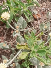 Pfaffia gnaphalioides