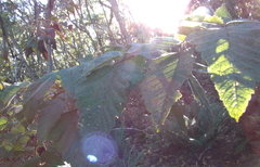Rubus hawaiensis
