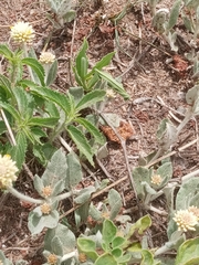 Pfaffia gnaphalioides