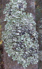 Parmotrema crinitum