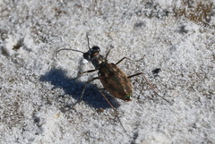 Ellipsoptera