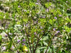 Senecio picridioides