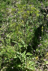 Senecio picridioides