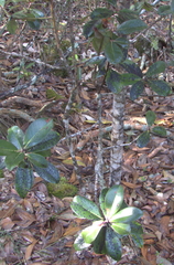 Myrsine lessertiana