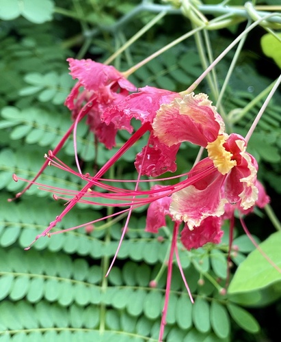 Caesalpinia pulcherrima