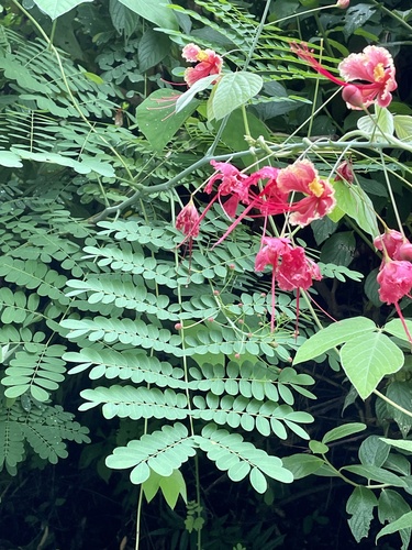 Caesalpinia pulcherrima