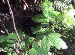 Rubus argutus