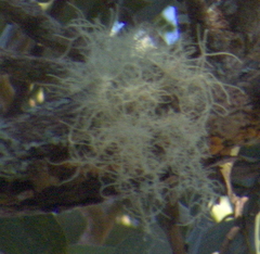 Usnea subfloridana