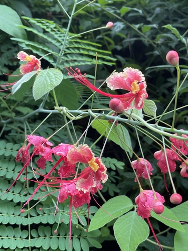 Caesalpinia pulcherrima