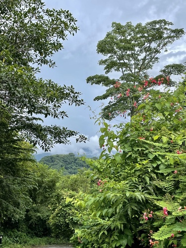 Caesalpinia pulcherrima