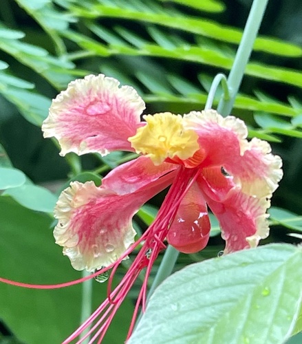 Caesalpinia pulcherrima