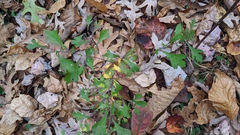 Crataegus spathulata