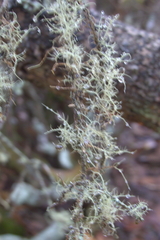 Usnea subfloridana