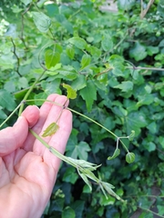 Clematis vitalba