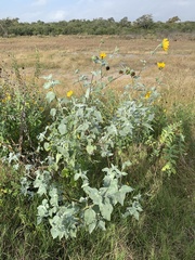 Helianthus argophyllus