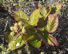 Rubus argutus