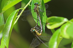 Austrogomphus ochraceus