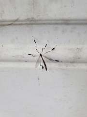 Bittacomorpha clavipes