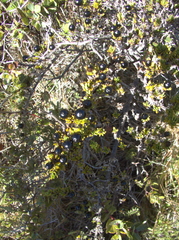 Coprosma ernodeoides