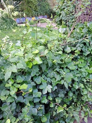 Clematis vitalba