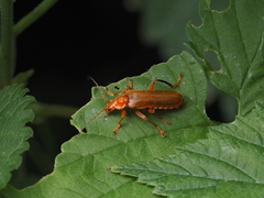 Cantharis