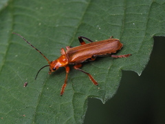 Cantharis livida