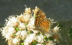 Phyciodes graphica