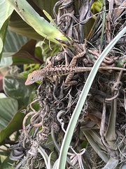 Anolis lineatopus