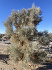Psorothamnus spinosus