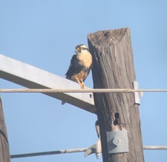 Falco femoralis