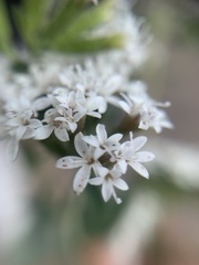 Stevia