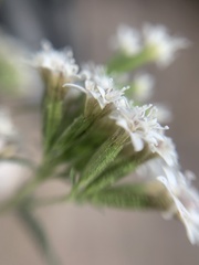 Stevia