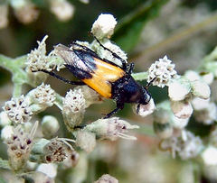 Macrosiagon dimidiata