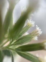 Stevia