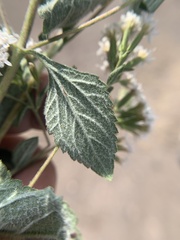 Stevia