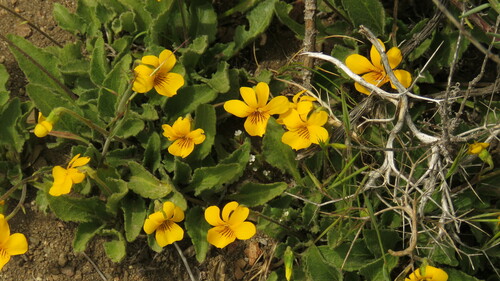 Image of Viola maculata by (c) Ariadna Tripaldi, some rights reserved (CC BY)