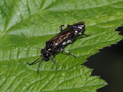 Macrophya albicincta