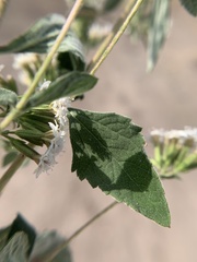 Stevia
