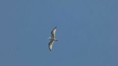 Larus argentatus